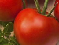 томаты