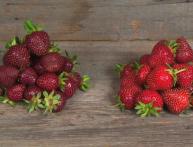 сорта земляники