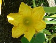 цветы тыквы