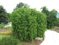 декоративная шелковица