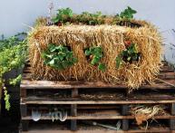 клубника в соломе