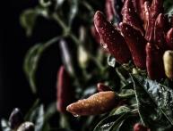 комнатный перец