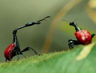 долгоносик