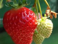 выращивание