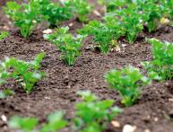 посадка петрушки