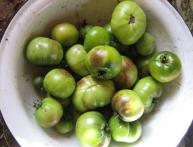 фитофтороз томатов