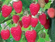 ремонтантная малина