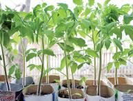 рассада помидор