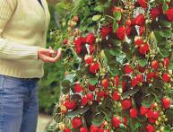 вьющаяся клубника