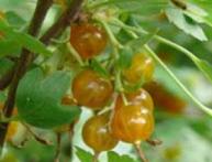 золотистая смородина