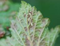 тля на смородине