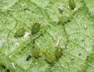 тля на огурцах