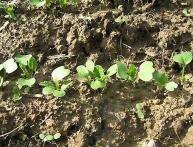 посадка редиса