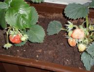 клубника на балконе