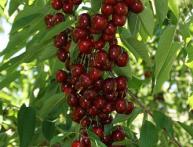 колоновидная черешня