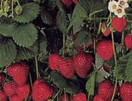 земляника ампельная
