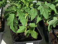 рассада томатов