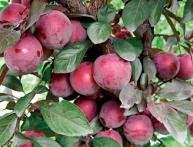 Китайская слива