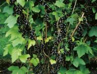 чёрная смородина