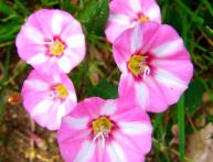 вьюнок садовый