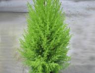 кипарис комнатный