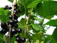 чёрная смродина