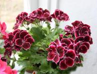 королевская пеларгония