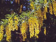 бобовник садовый