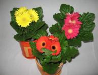 комнатная гербера