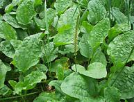 подорожник обыкновенный