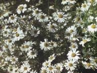 ромашка аптечная