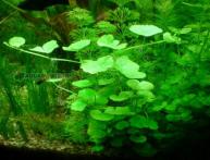 щитолистник белоголовый