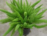 аспарагус Мейера