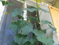 Выращивание огурцов в домашних условиях