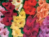 гладиолусы