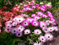 мезимбриантемум