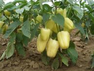 болгарский перец