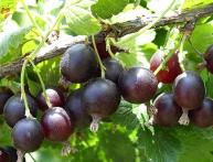 чёрная смородина