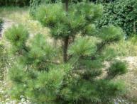 сосна обыкновенная