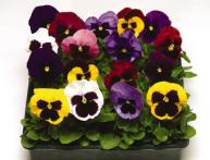 фиалка Виттрока