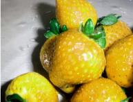 жёлтая клубника