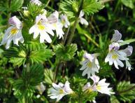 очанка лекарственная