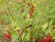 красная смородина