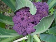 цветная капуста фиолетового цвета