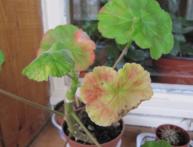 болезни пеларгонии