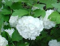 декоративная калина