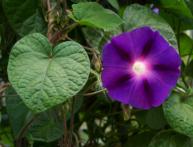 ипомея на балконе