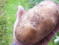 капельное орошение картофеля