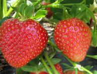 новые сорта клубники