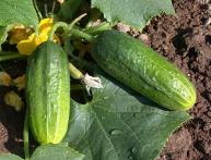 огурец Изящный